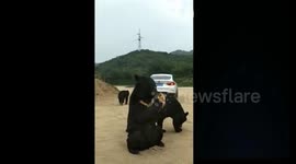 Bear leans through car window and bites man