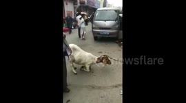 Goat appears to beg for mercy at butcher's stand