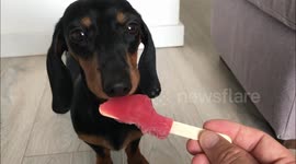 Just a cute dachshund eating an ice lolly