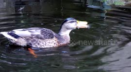 Duck chokes Swallowing Big fish
