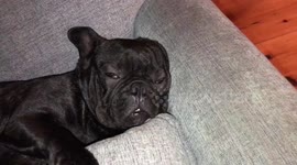Snoring French bulldog with sleep apnoea
