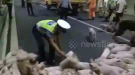 Two-hundred pigs escape in motorway tunnel