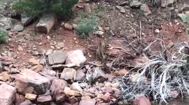 Mountain lion caught on camera swimming in Utah