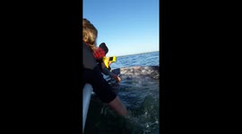 WHALE FAREWELL