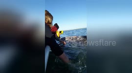 Newsflare Edit - WHALE FAREWELL