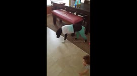 Funny dogs wearing clothes