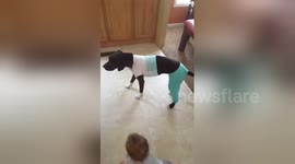 Dog walks around home with baby clothes on