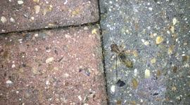 Spider Eats Its Pray