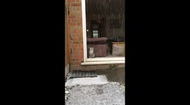 Cat sees snow for the first time