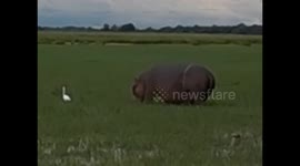 Botswana. Kasane. Chobe NP. Boat Cruise (1) Hippo, crocodile. 2016