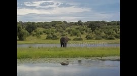 Botswana. Kasane. Chobe NP. Boat Cruise (2) Elephant in an island. 2016