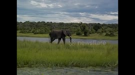 Botswana. Kasane. Chobe NP. Boat Cruise (3) Elephant walking. 2016