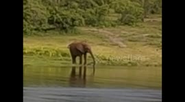 Botswana. Kasane. Chobe NP. Boat Cruise (5) Elephant drinking water from the river. 2016