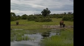 Botswana. Kasane. Chobe NP. Boat Cruise (8) Panoramic view herd of elephants by the river. 2016