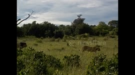 Botswana. Kasane. Chobe NP. Game Drive (4) Lion and lioness walking. 2016