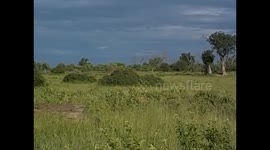 Botswana. Kasane. Chobe NP. Game Drive (5) Young lion walking. 2016