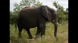 Botswana. Kasane. Chobe NP. Game Drive (6) Adult elephant eating. 2016
