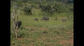 Botswana. Kasane. Chobe NP. Game Drive (8) Warthogs and impalas. 2016