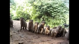 Botswana. Kasane. Encuentro con más de 10 mangostas. Mongoose. 2016