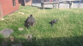 Playful gorilla rolls sideways down hill