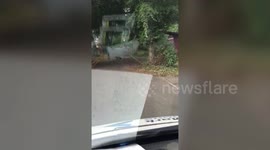 A driver was stunned after spotting a rare black fox