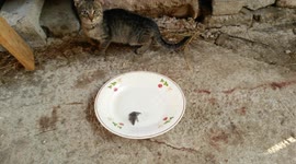 Dinner is served, Sir