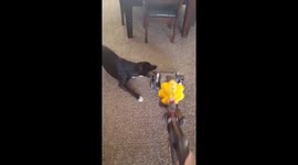 Dog tries to attack vacuum cleaner