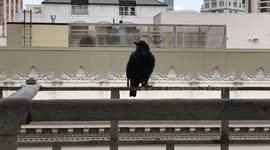 Starling outside my window