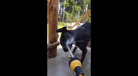 Dog attacking hose in slow motion