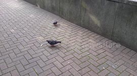Funny Pigeon Cannot Catch Its Food