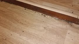 Spider remains motionless until it gets surprised