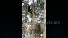 Kung fu master climbs tree in seconds