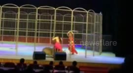 Circus tiger attacks trainer during show