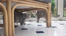 Toy bug confuses cats