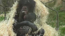 Bonobo mother and baby cuddle up in the rain