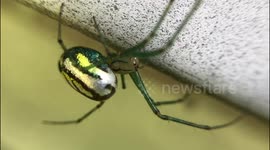 Spider
