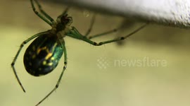 Garden Spider