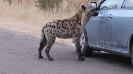 Curious hyena bites tourist's wing mirror