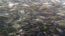 Thousands of tiny fish invade Cornish coast