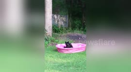 Bear cubs play in paddling pool in US garden