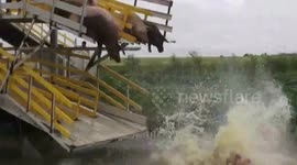 Farmer keeps pigs fit by forcing them to dive 10-foot  into lake