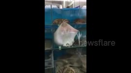 Stingray tries to break out of fish market