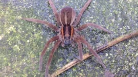 Man V Spider