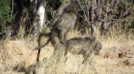 Baboon Funny - Sneaky Quicky