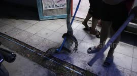 Monitor lizard caught hiding in bathroom water tank