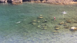 Seals Sunbathing Spot