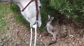 Horse meets curious baby kangaroo