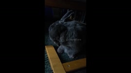 My rabbit washing his face