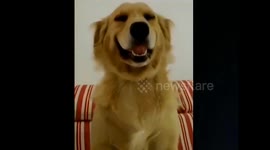 Owner tells guilty dog to smile