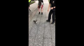 You won't believe what this NYPD cop did to this squirrel!